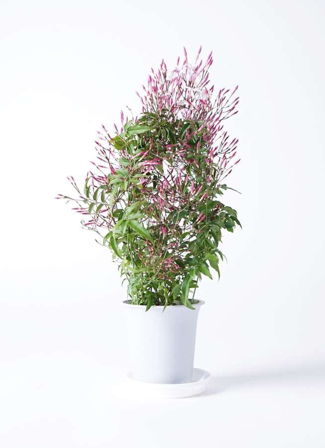 観葉植物 ハゴロモジャスミン 4号 プラスチック鉢 観葉植物ならhitohana ひとはな