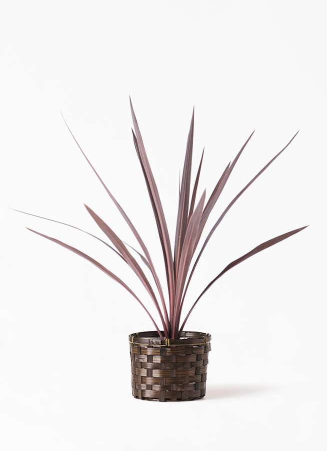 観葉植物 コルディリネ コルジリネ レッドスター 4号 竹バスケット付き 観葉植物ならhitohana ひとはな 観葉植物 コルディリネ コルジリネ レッドスター 4号 竹バスケット付き 観葉植物ならhitohana ひとはな