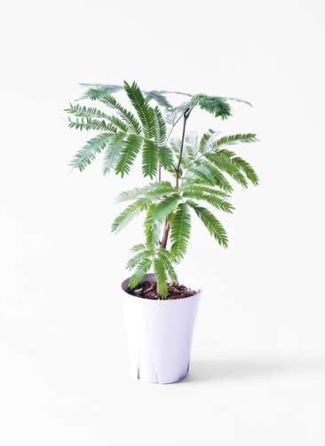 3 000円の観葉植物通販 Hitohana ひとはな 3 000円の観葉植物通販 Hitohana ひとはな