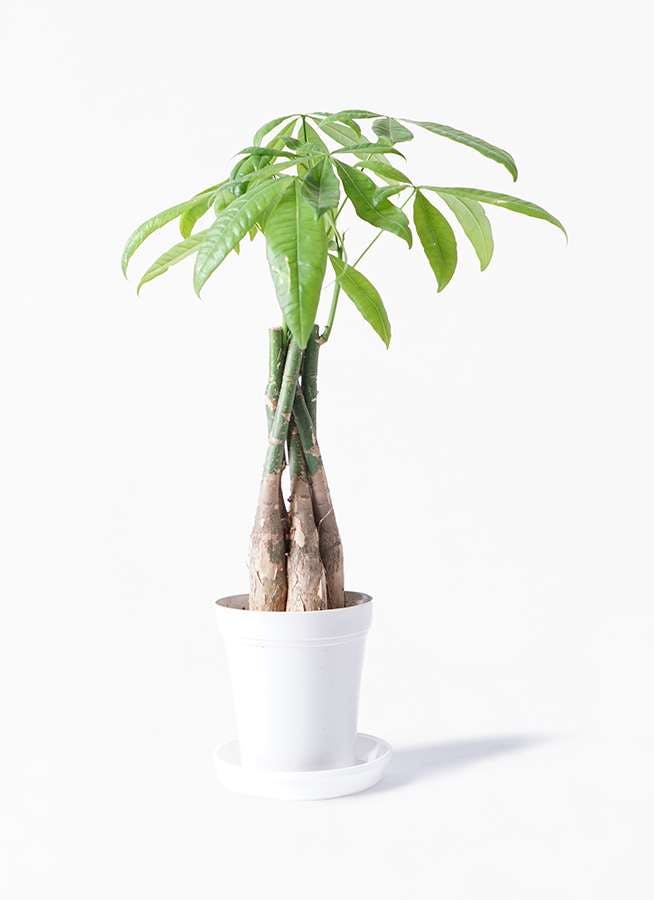 観葉植物 パキラ 4号 ねじり プラスチック鉢 観葉植物ならhitohana ひとはな