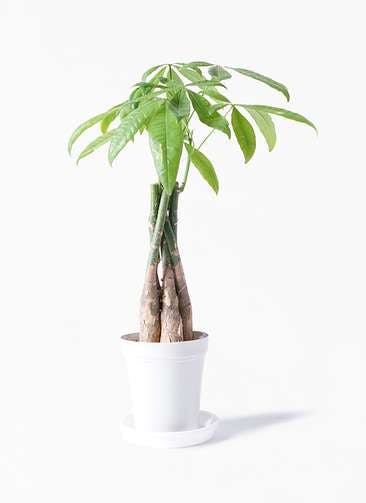 3 000円の観葉植物通販 Hitohana ひとはな