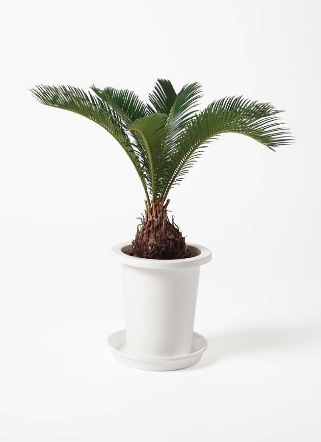 観葉植物 ソテツ 6号 プラスチック鉢 観葉植物ならhitohana ひとはな 観葉植物 ソテツ 6号 プラスチック鉢 観葉植物ならhitohana ひとはな
