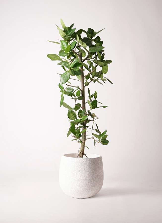 大型 フィカス ベンガレンシス 170-180cm 10号鉢 観葉植物 フィカス ベンガレンシス 10号 | 観葉植物通販 Hitohana（ひとはな）