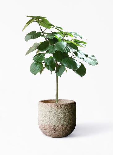 観葉植物 フィカス ウンベラータ 10号 ストレートCoral Pot (コーラルポット)  ホワイト 付き