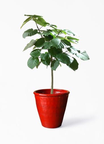 観葉植物 フィカス ウンベラータ 10号 ストレートAntique Terra Cotta (アンティークテラコッタ)  Red 付き