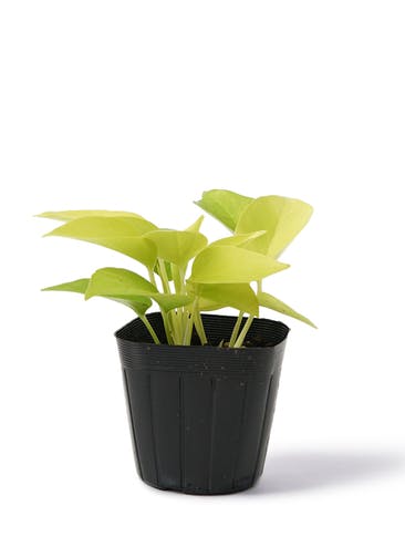 観葉植物 ポトス 3号 ライム プラスチック鉢