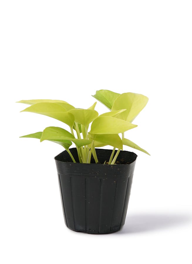 人工観葉植物 ライムポトス ポット付き 高さ35cm （P103-91469