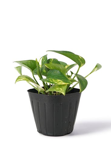 観葉植物 ポトス 3号 ゴールデン プラスチック鉢