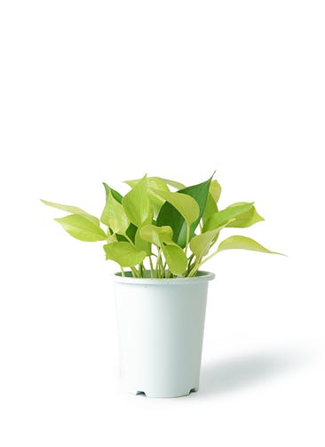 観葉植物 ポトス 4号 ライム プラスチック鉢