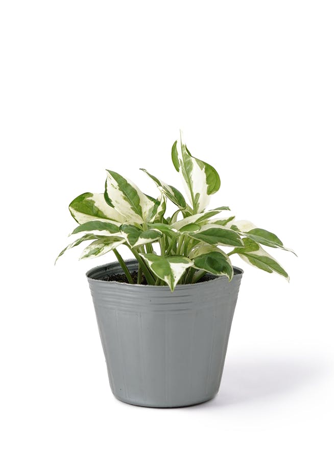 240円 一流の品質 観葉植物 ポトス エンジョイ ３ ３ ５号 １ポット