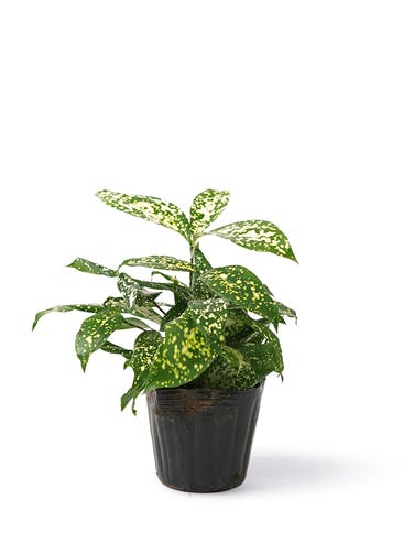 観葉植物 ドラセナ ゴッドセフィアーナ 3号 プラスチック鉢