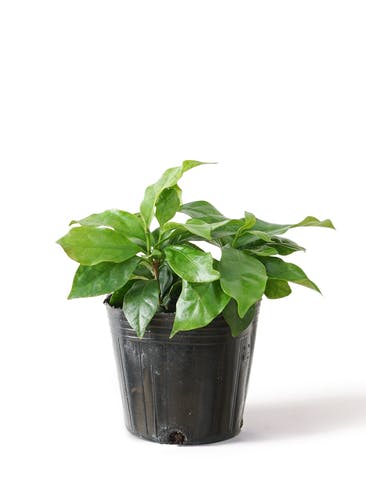 観葉植物 コーヒーの木 3号 プラスチック鉢