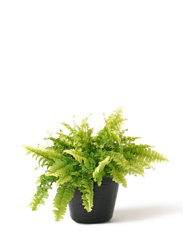 観葉植物 ネフロレピス 3号 プラスチック鉢