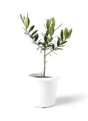 観葉植物 オリーブの木 3号 プラスチック鉢