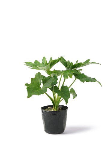 観葉植物 フィロデンドロン 3号 セローム ヒトデカズラ プラスチック鉢