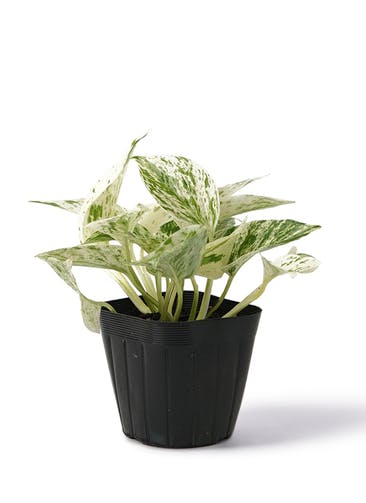 観葉植物 ポトス 3号 マーブルクイーン プラスチック鉢