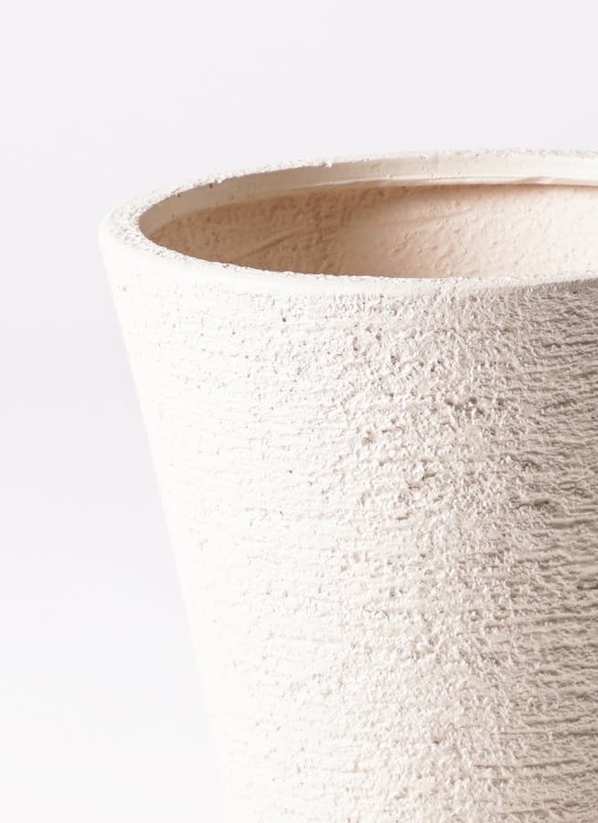 現品】サボテン スピラリス 8号 白鉢 （2） 現品】サボテン スピラリス