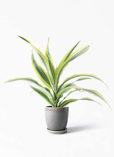 観葉植物 ドラセナ ワーネッキー レモンライム 4号 アステア トール ライトグレー 付き