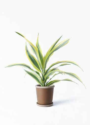 ドラセナ ワーネッキー レモンライム 観葉植物通販hitohana ひとはな ドラセナ ワーネッキー レモンライム 観葉植物通販hitohana ひとはな