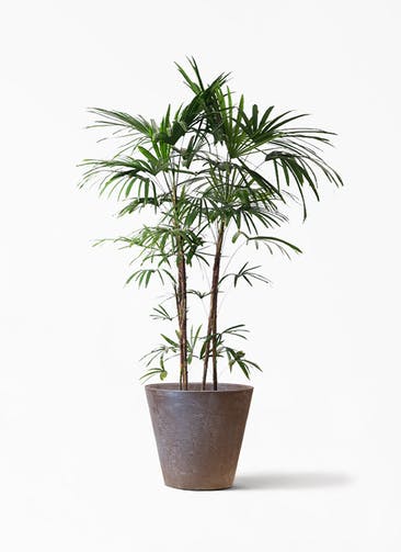 観葉植物 シュロチク（棕櫚竹） 10号 アートストーン ラウンド  RUST 付き