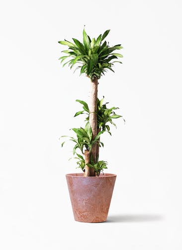 観葉植物 ドラセナ 幸福の木 10号 ノーマル アートストーン ラウンド  TERRA 付き
