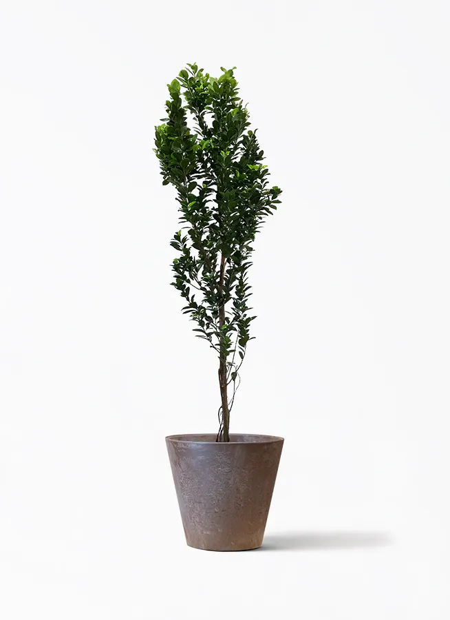 ガジュマル 10号 | 観葉植物 | 送料無料でお届け - Hitohana（ひとはな）