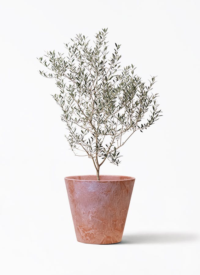 小倉園のオリーブ カヨンヌ | 観葉植物ならHitoHana（ひとはな）