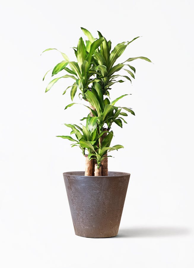 観葉植物 ドラセナ 幸福の木 8号 ノーマル アートストーン ラウンド 