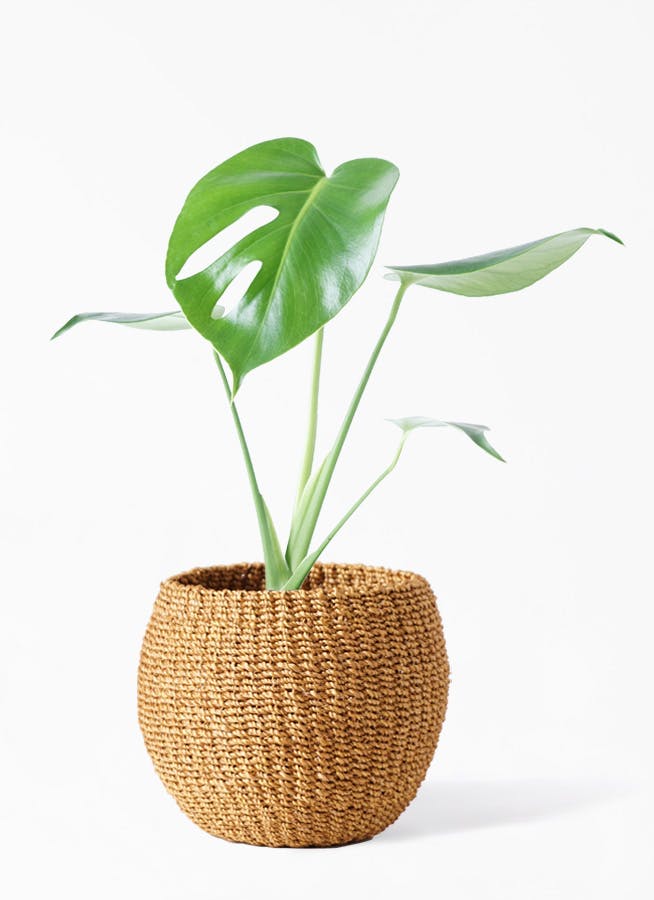 観葉植物 モンステラ 4号 ボサ造り プラスチック鉢 | 観葉植物