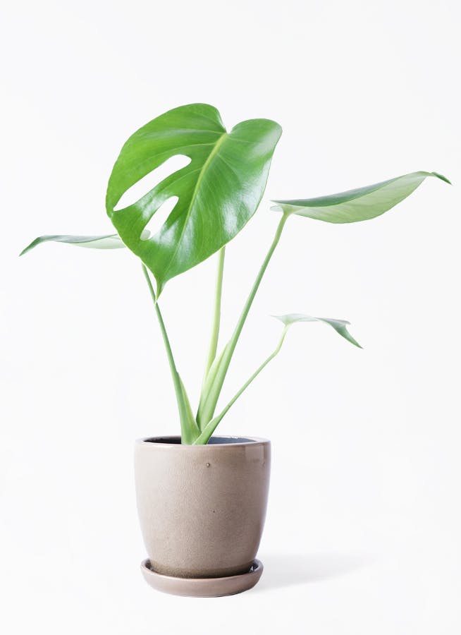 【オープニング 大放出セール】 モンステラ 観葉植物 4号 観葉植物 | プラスチック鉢 ボサ造り 花・観葉植物