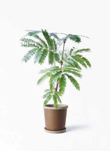 エバーフレッシュ 観葉植物通販hitohana ひとはな