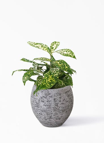 観葉植物 ドラセナ ゴッドセフィアーナ 3号 Eco Stone（エコストーン） Gray 付き