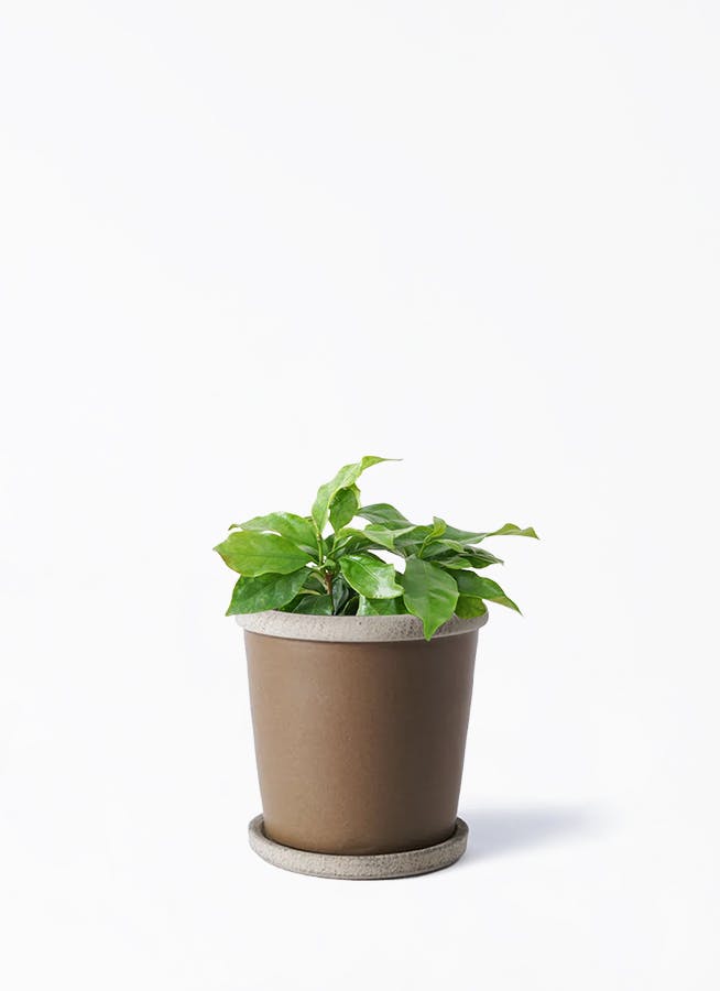 コーヒーの木 約1m 3本 LL_img_270345_2.jpg?format=webp