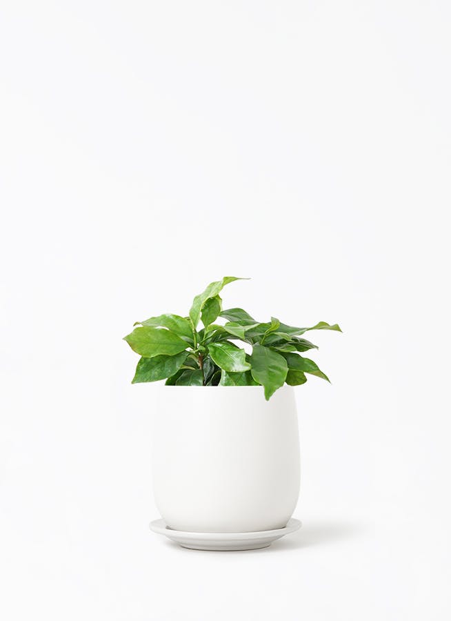 コーヒーの木 | 観葉植物の通販ならHitoHana（ひとはな）