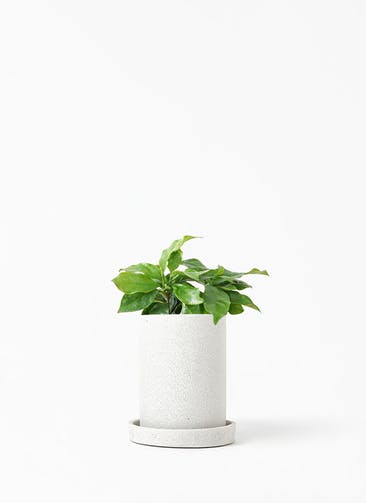 観葉植物 コーヒーの木 3号 ティカシリンダーライトグレイ S ホワイト 植え替えキット付き