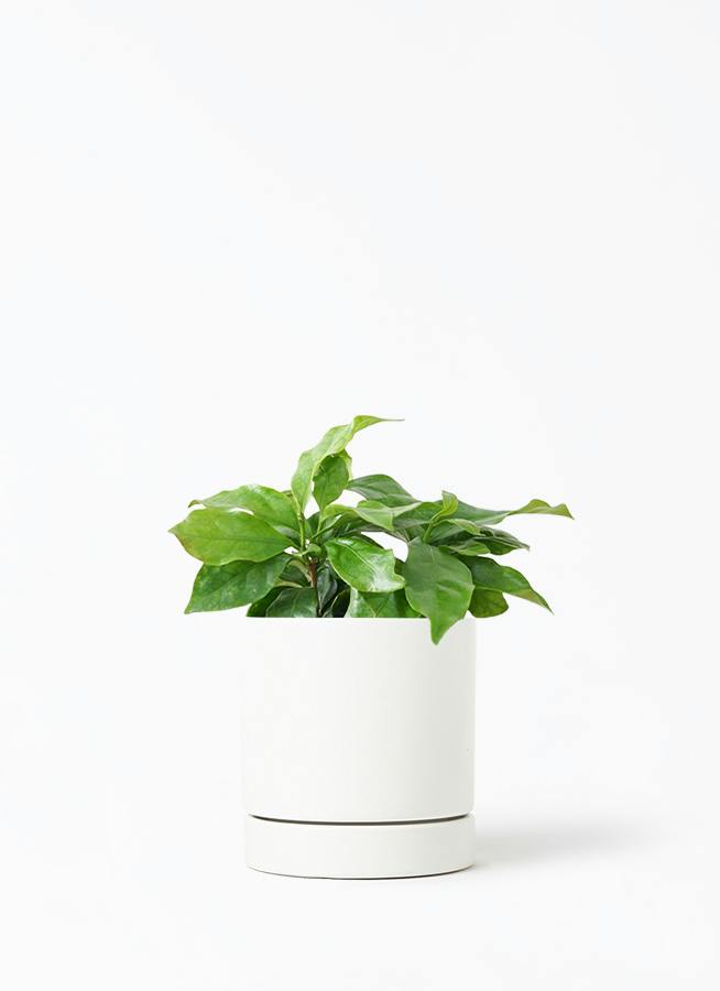 観葉植物 コーヒーの木 3号 オーセ 11 W ホワイト 付き | 観葉植物なら