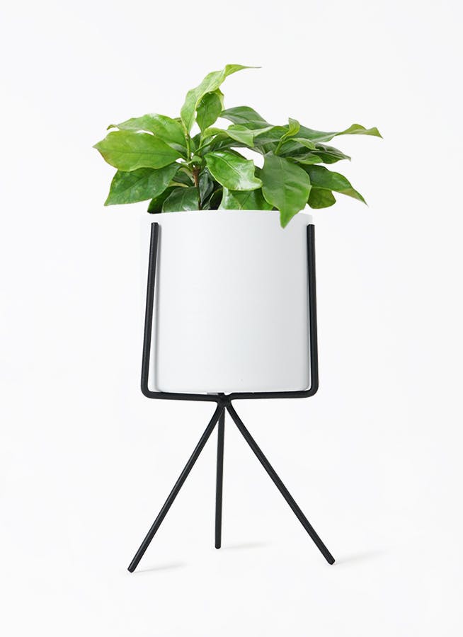 観葉植物 コーヒーの木 3号 ミーア WK 付き | 観葉植物ならHitoHana