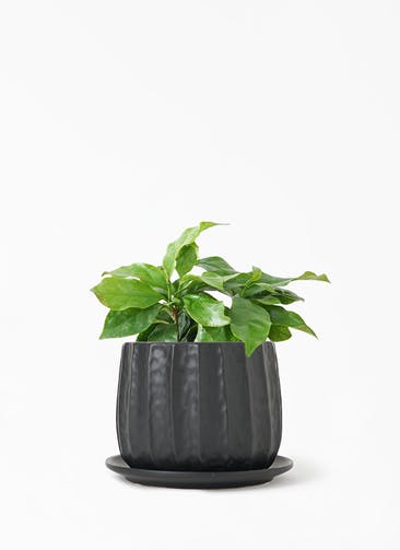 観葉植物 コーヒーの木 3号 リベロ 黒 マット L 植え替えキット付き