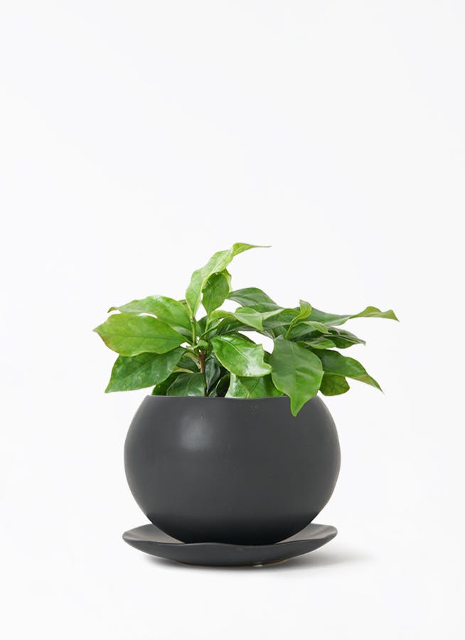 観葉植物 コーヒーの木 3号 マリナ 黒 L 付き | 観葉植物ならHitoHana