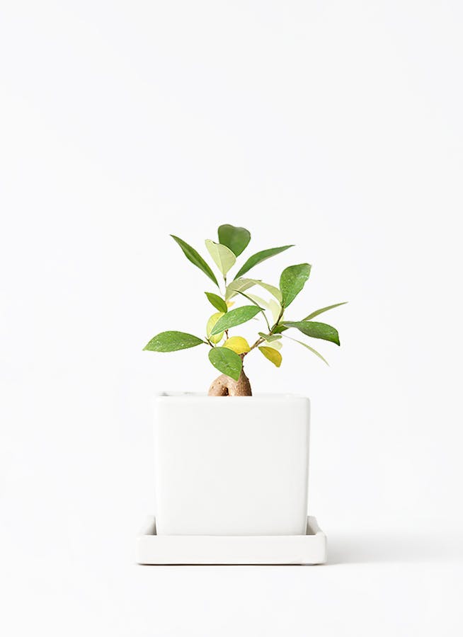 ガジュマル 3号 | 観葉植物の通販ならHitoHana（ひとはな）