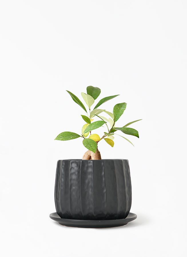 観葉植物 ガジュマル 3号 股仕立て リベロ 黒 マット L 付き 観葉植物ならhitohana ひとはな