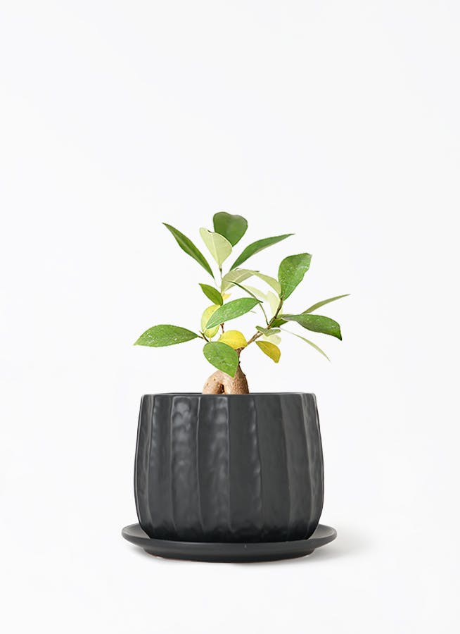 あ*ん様 元祖⬛︎ 白玉 ガジュマル ⬛︎挿し木用 f*h様 元祖⬛︎ 白 パンダ ガジュマル ⬛︎挿し木専用