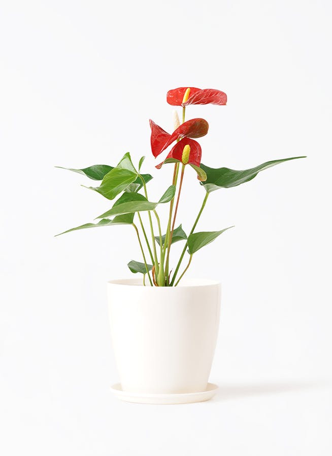 アンスリウム 3号 | 観葉植物ならHitoHana