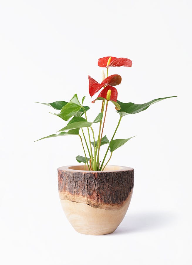 アンスリウム ワロクアナム アンスリウム ワロクアーナム 葉長26cm