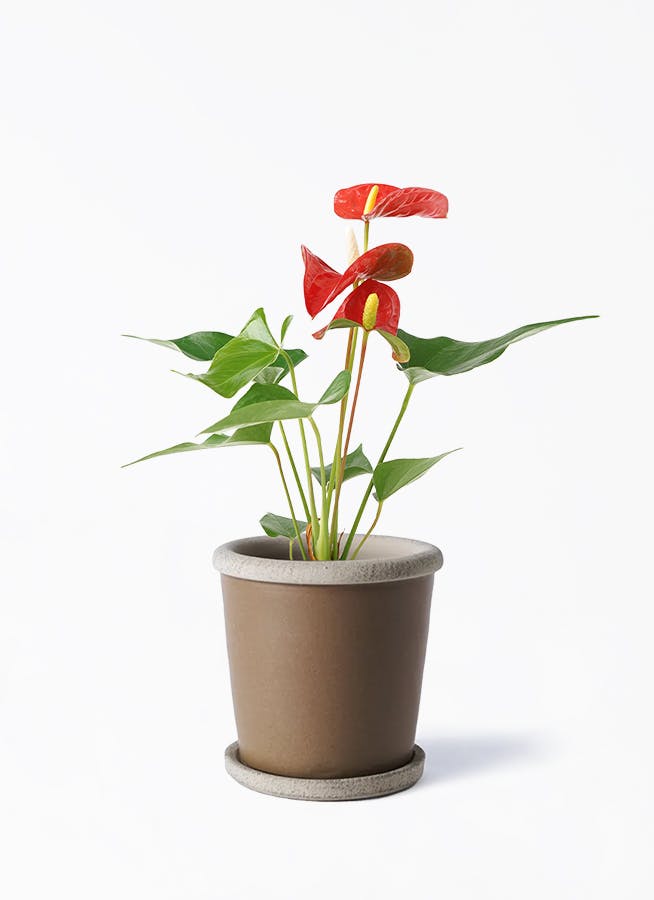 H*S様 アンスリウム subsignatum 長葉個体 H*S様 アンスリウム subsignatum 長葉個体 H*S様 アンスリウム