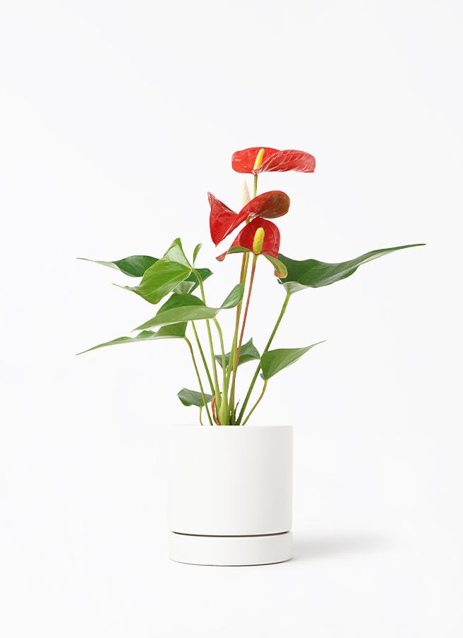 アンスリウム 3号 | 観葉植物ならHitoHana