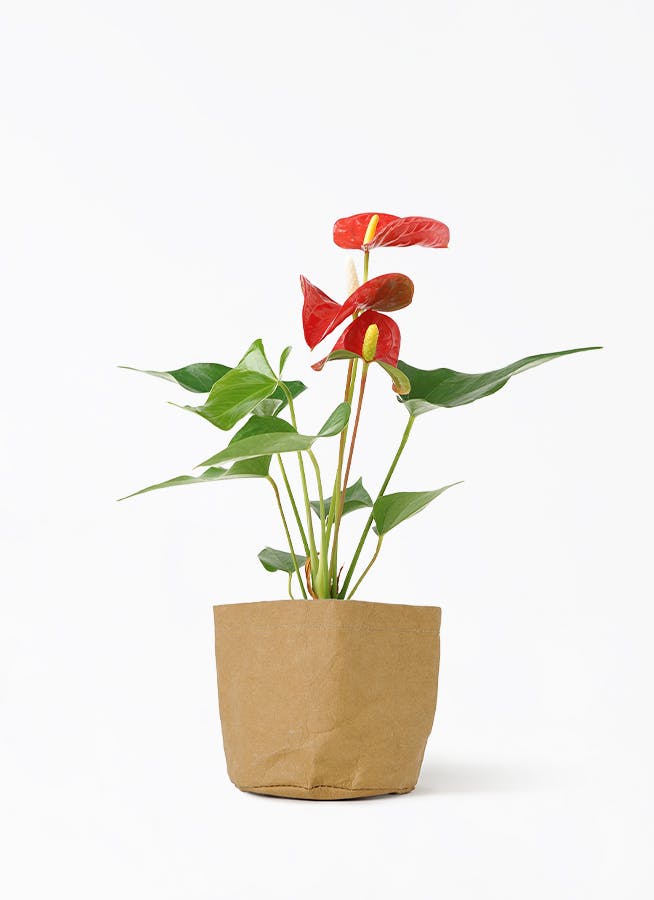 アンスリウム 3号 | 観葉植物ならHitoHana