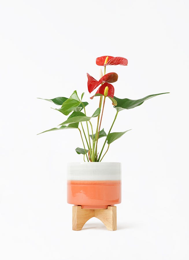 アンスリウム　3点セット アンスリウム セット 【公式通販】