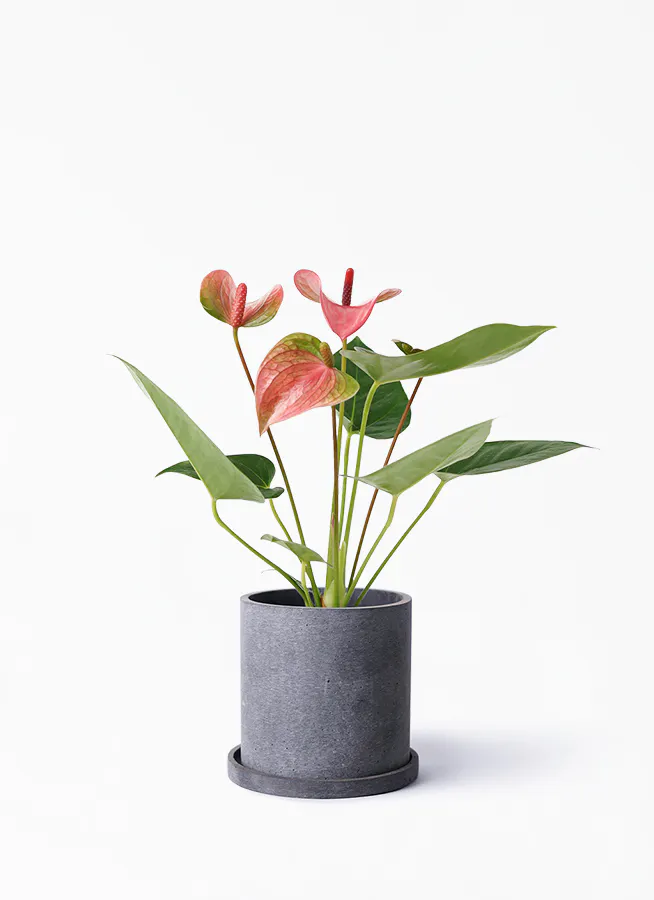観葉植物 アンスリウム 3号 ピンク パウダーストーンポット 付き 観葉植物ならhitohana ひとはな