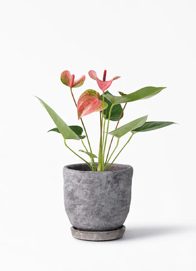 観葉植物 アンスリウム 3号 ピンク ムーンポットs 付き 観葉植物ならhitohana ひとはな